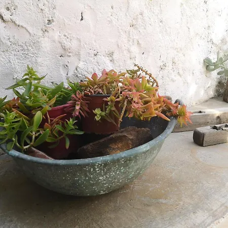 Granny's Olive Mill *